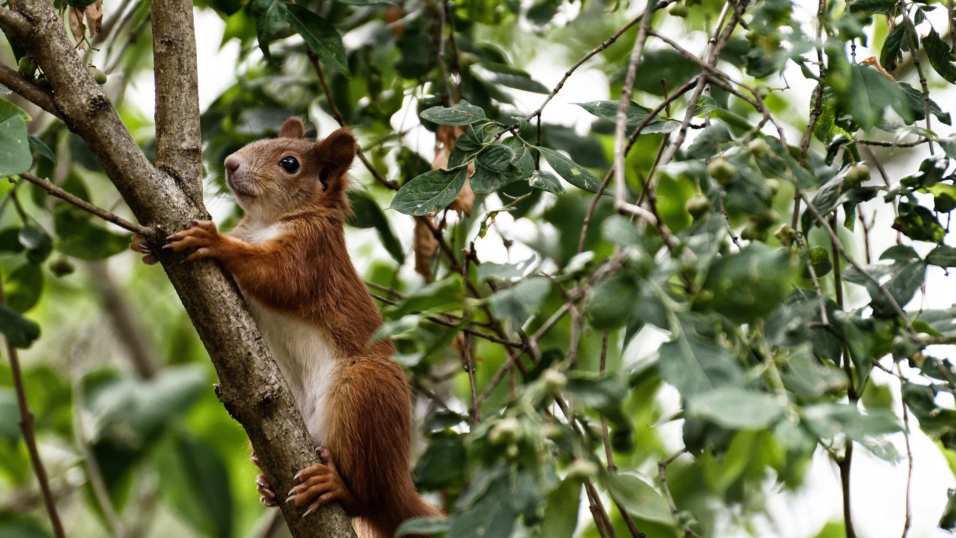 九游（jiuyou.com）游戏-传奇教练的“战术秘籍”：夺冠背后的大谋略，传奇教练系统